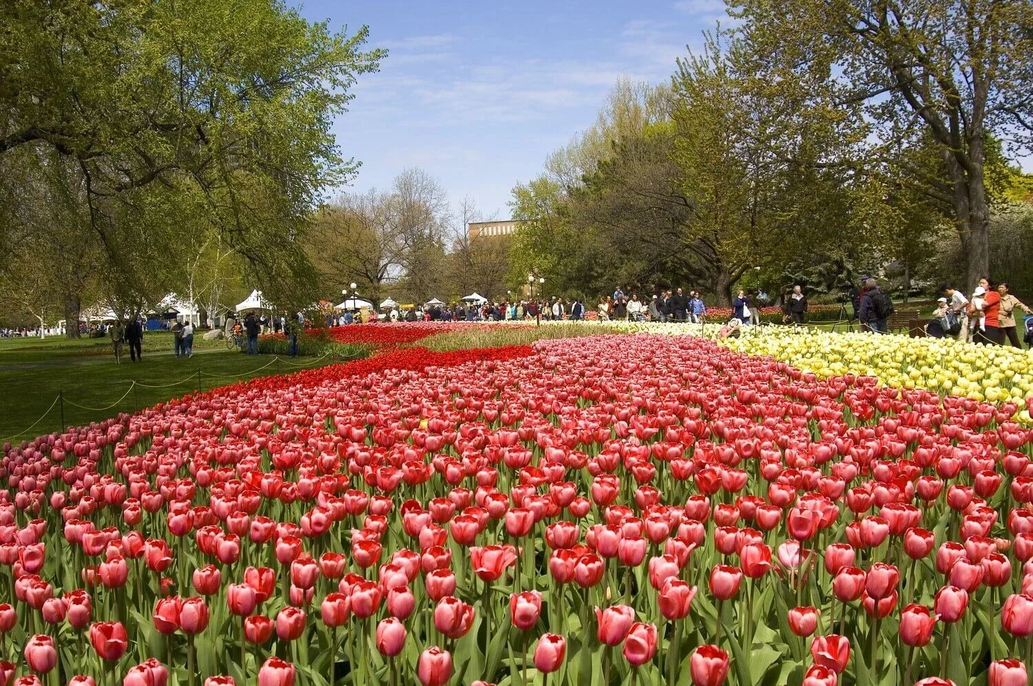Canadian tulip festival deals